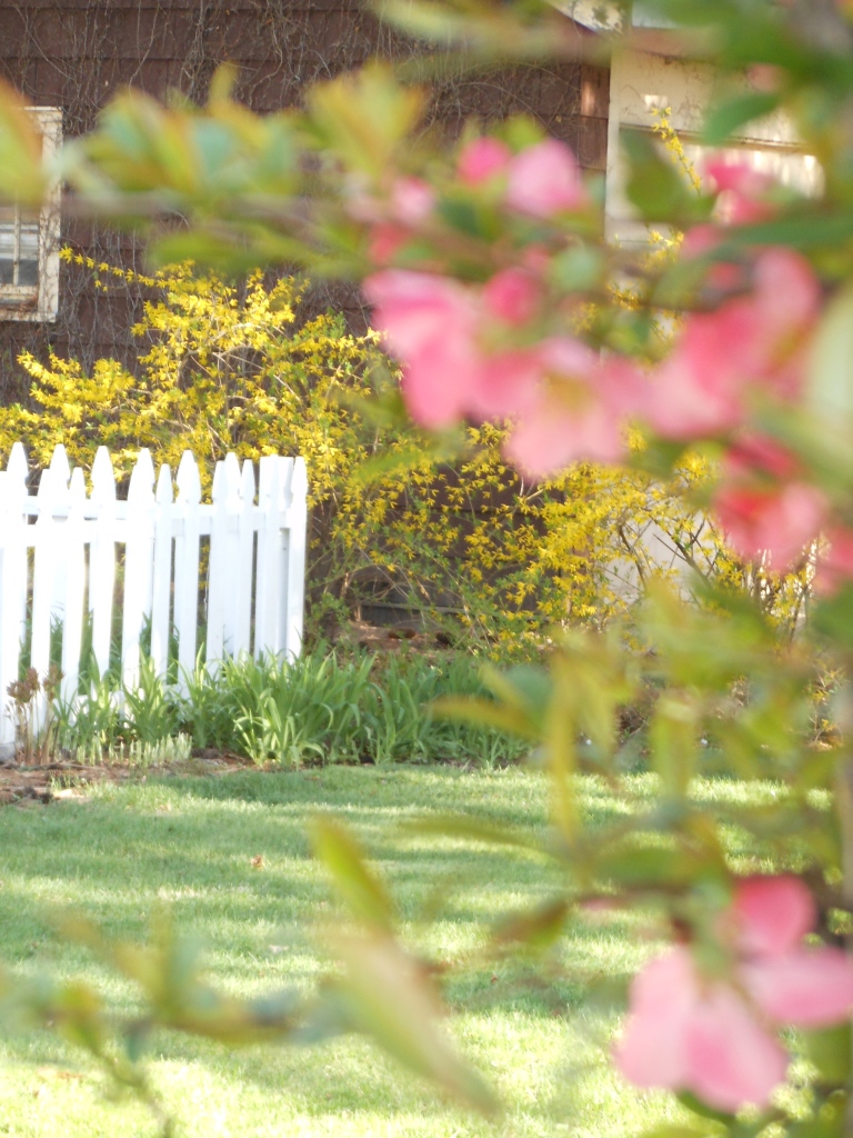 Yellow Forsythia branches spill over the herb garden fence. Bright pink Quince blossoms greet backdoor guests.